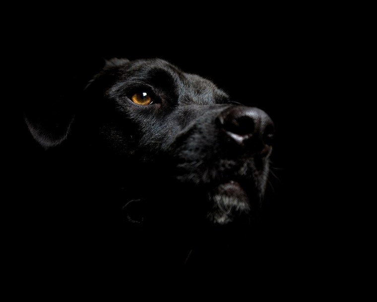 Черный пес с красными глазами