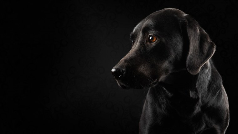 Собака на черном фоне