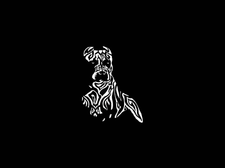 Питбуль на темном фоне