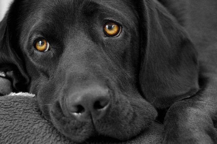 Лабрадор ретривер