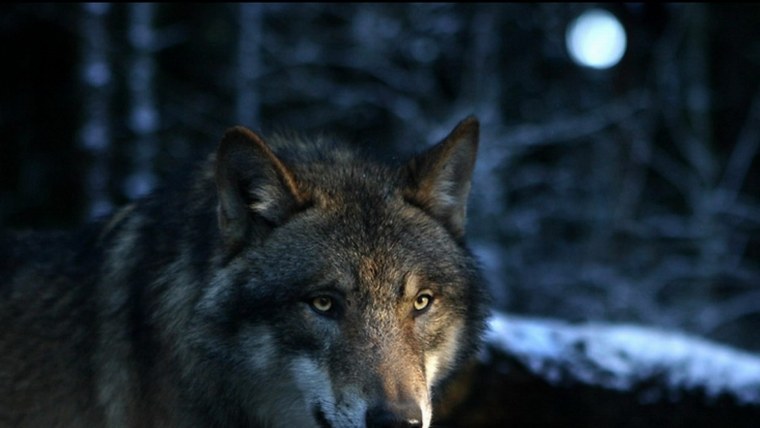 Сильные люди всегда одиноки