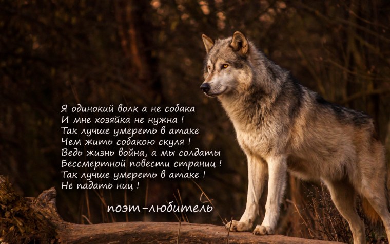 Волк прикол