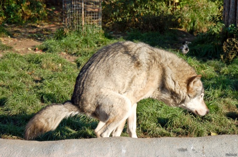 Волк говно не скажет волк его покажет