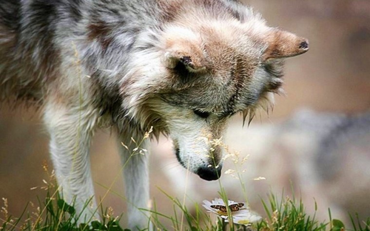 Волчьи цитаты