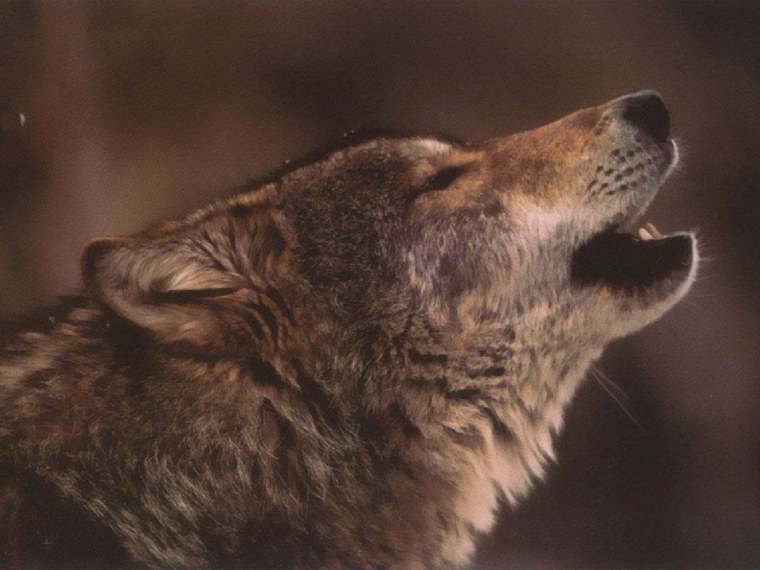 Волк одиночка смешной