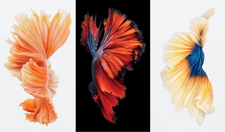 Обои рыбки для iphone