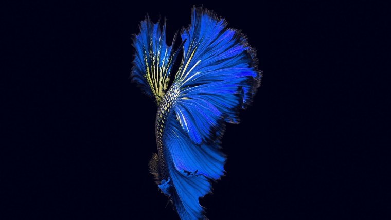 Обои на айфон 6 s