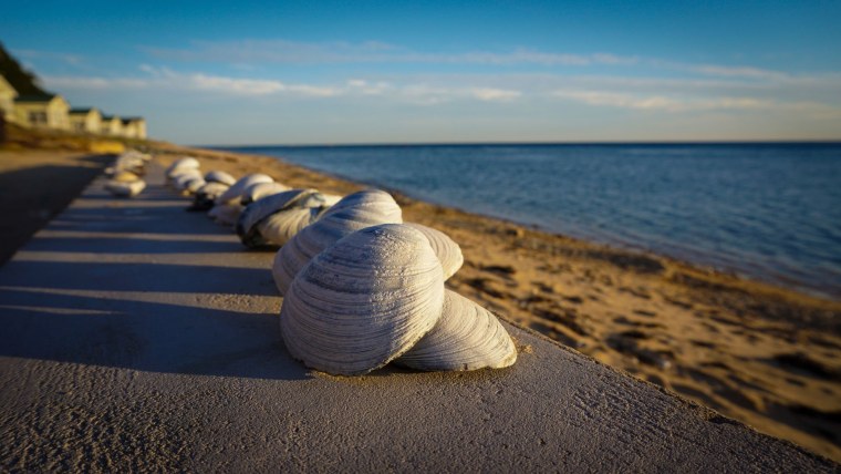 Калининград море песок Балтийское море