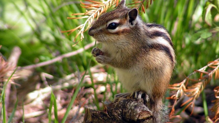 Страшный бурундук