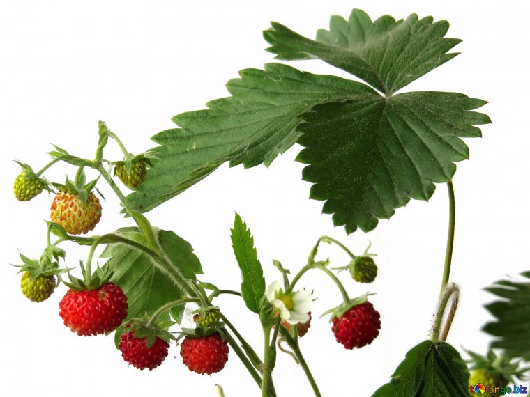 Земляника Лесная