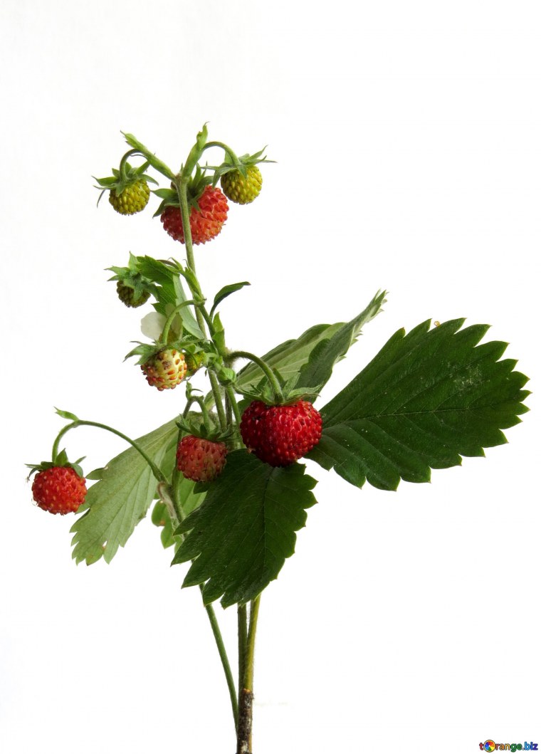 Клубника вишня малина