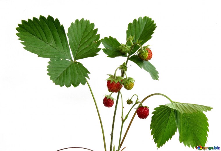 Земляника Лесная