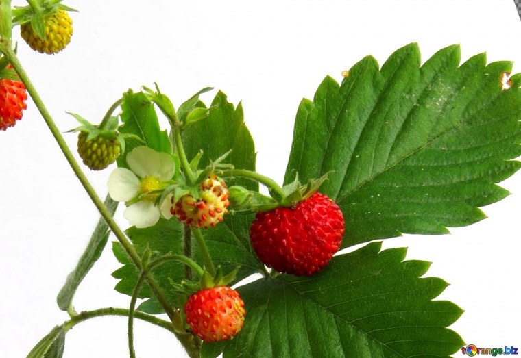 Земленикана белом фоне