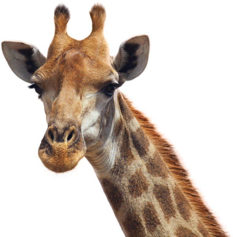 Жираф Акакин