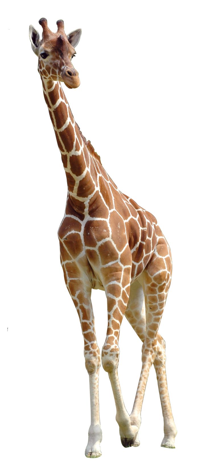 Портреты животных на белом фоне