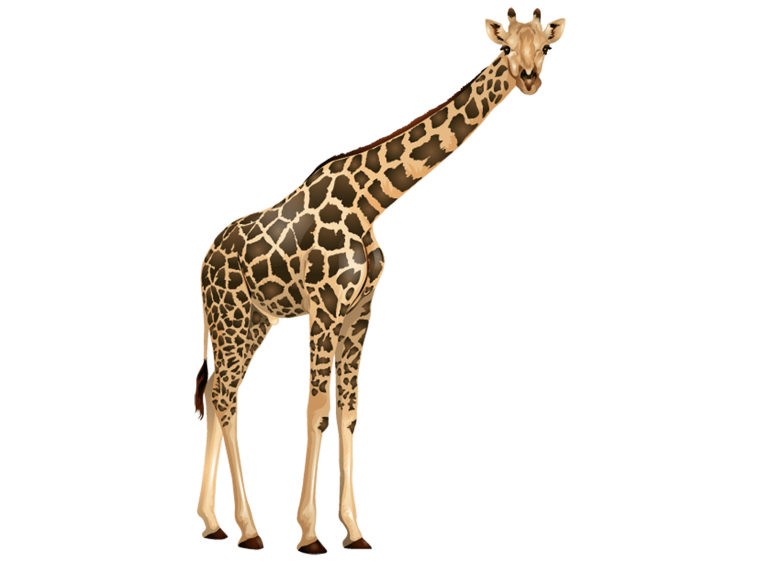 Жирафы на белом фоне