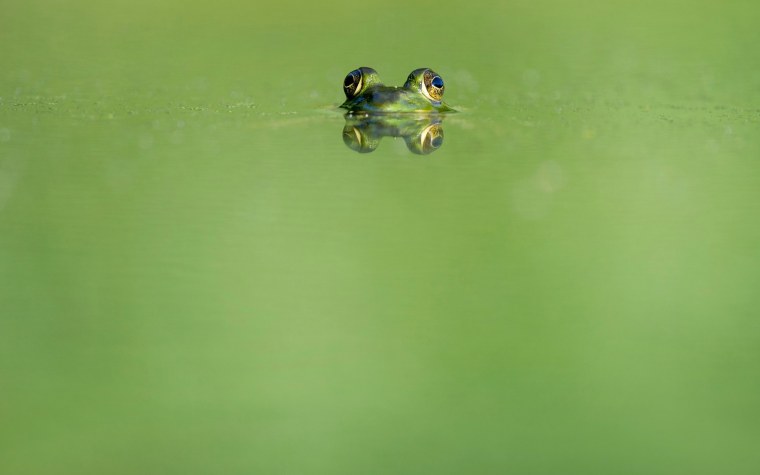 Крутая лягушка из свинки Пеппы