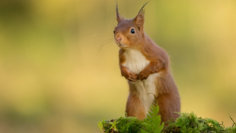 Природа и животные