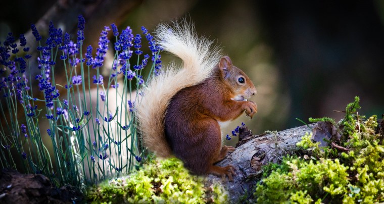 Картинки на рабочий стол белка