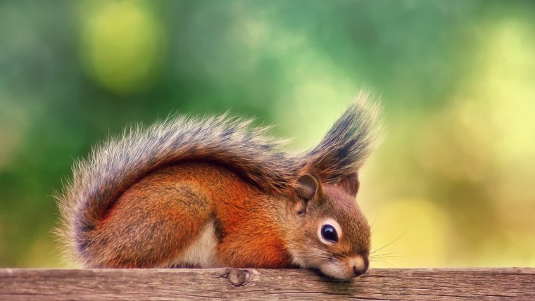 Красивая Белочка