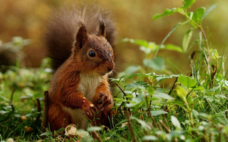 Лесные животные белка с бельчатами