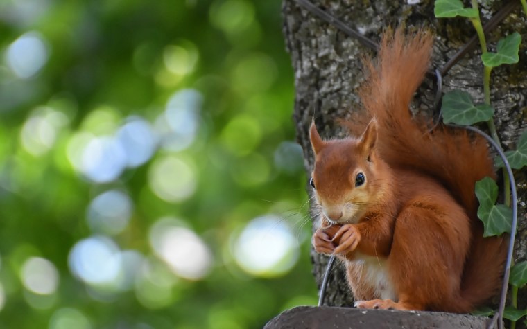 Бельчонок сидит на дереве