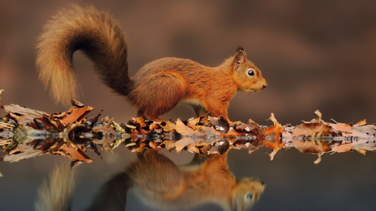 Природа и животные