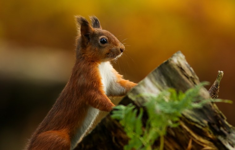 Обои на рабочий стол белка