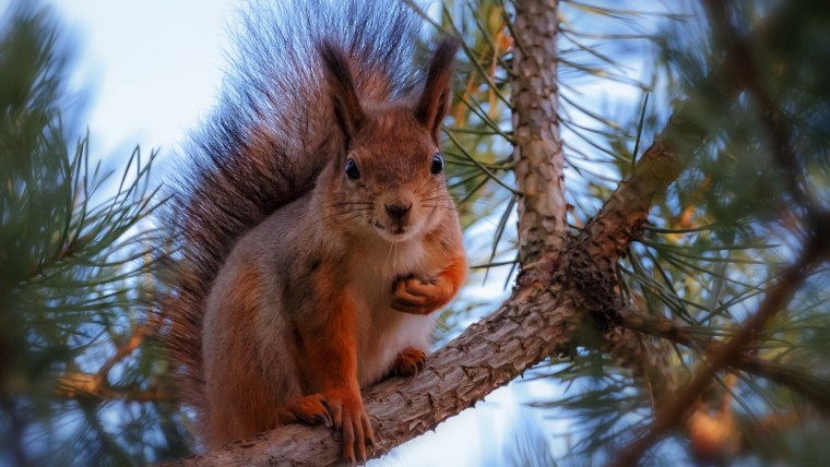 Красивая белка