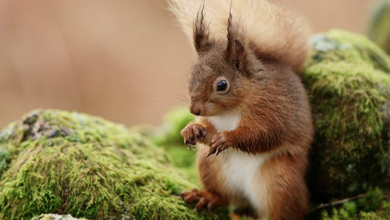 Картинки на рабочий стол белка