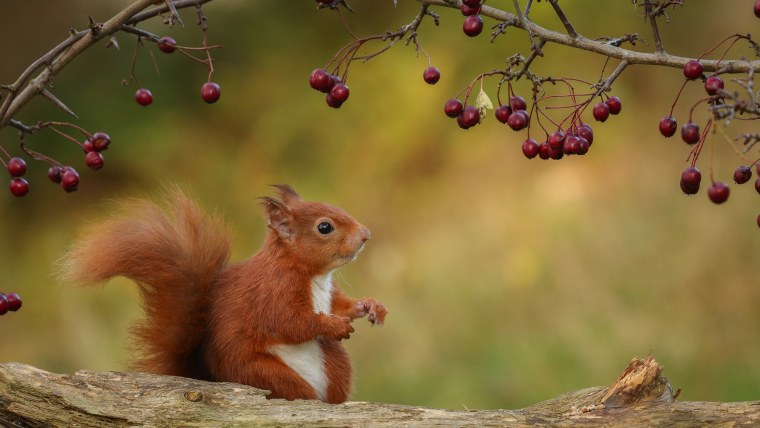 Красивые животные
