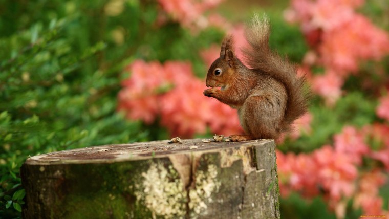 Белка на рабочий стол