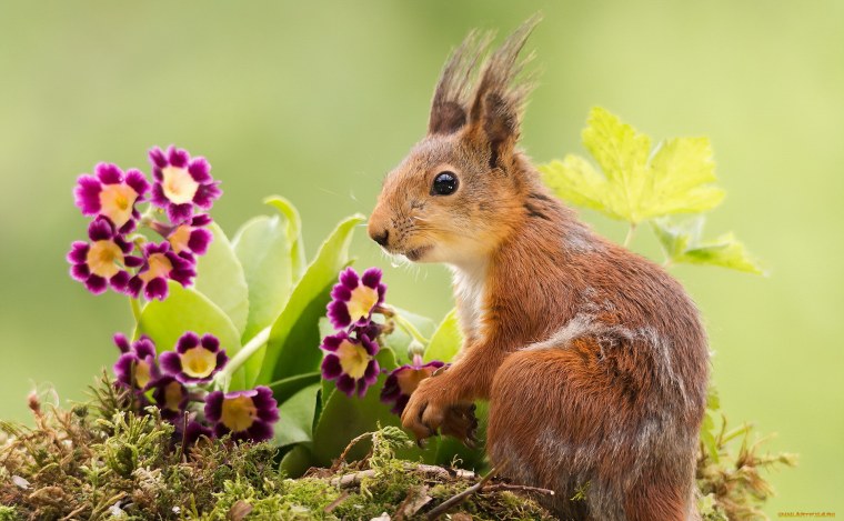 Белка Весна