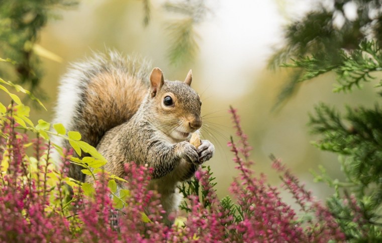 Белка на заставку