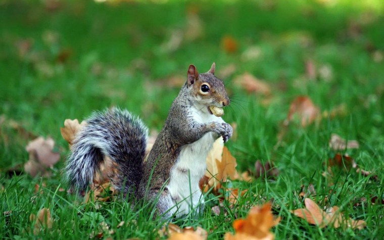 Природа и животные