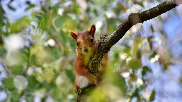 Природа и животные