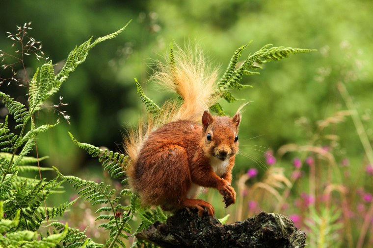 Белочка в лесу