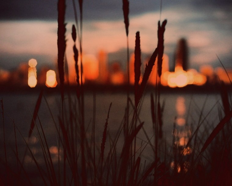 Пейзаж с камышами