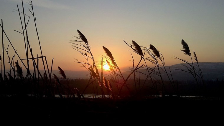 Камыш Сырдарья