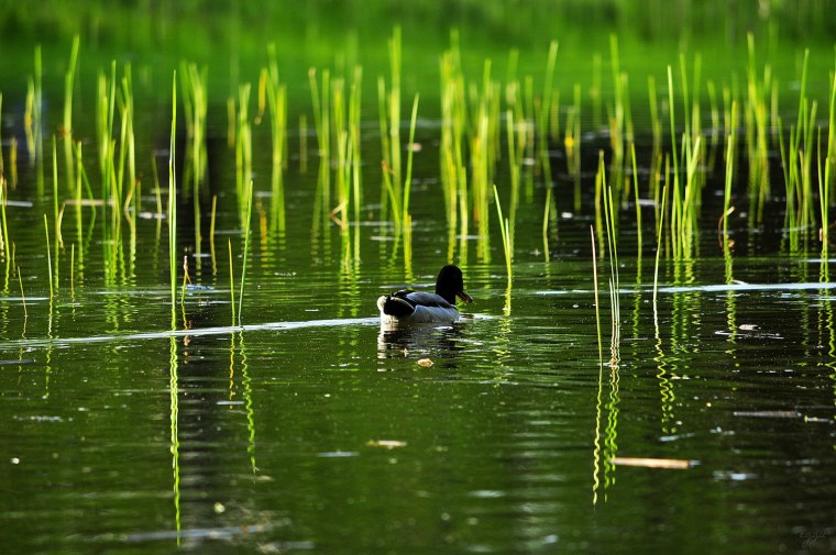 Закат трава камыш