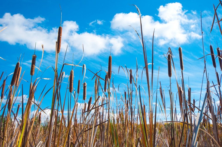 Камыши природа
