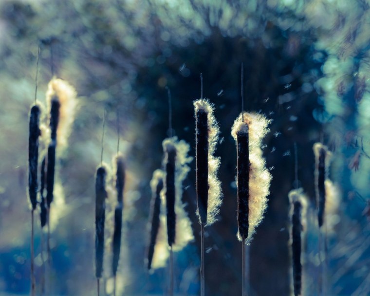 Как цветёт камыш фото