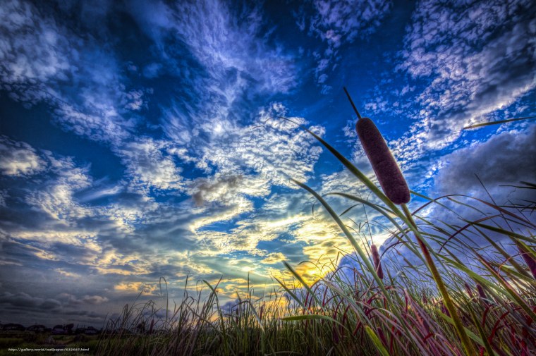 Камыш макро