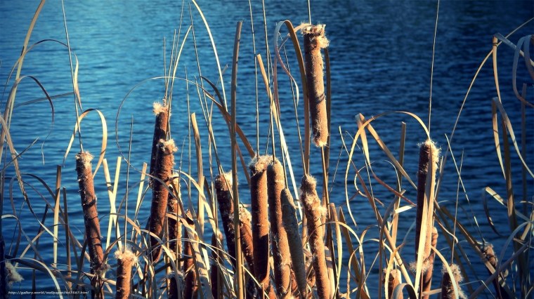 Озеро Тургай камыш