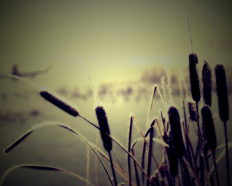 Владислав Косиняк-камыш