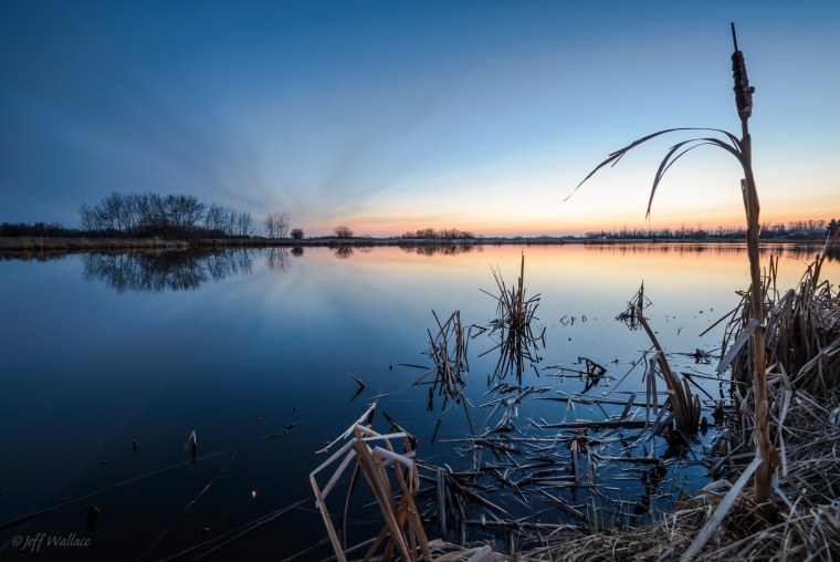 Пейзаж с камышами