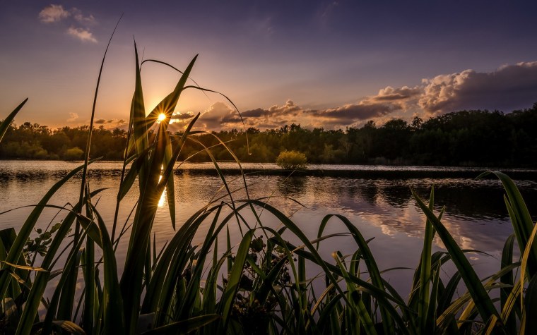 Рогоз стрелолист