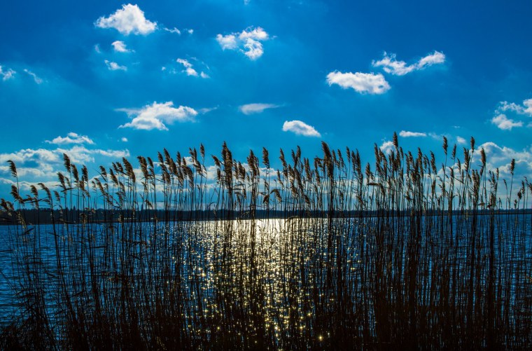 Как цветет камыш