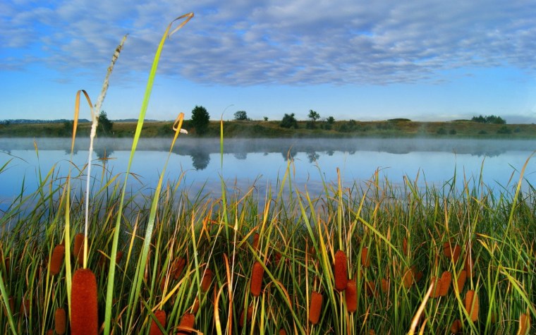 Река камыши