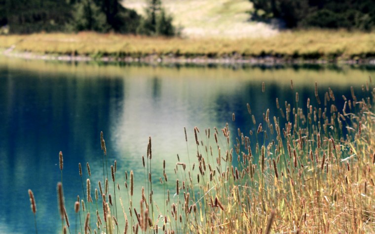 Трава у озера